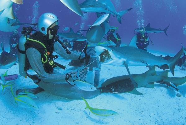 OCEAN VIEW: Marcus Kitching feeds some of the wild sharks in the Bahamas