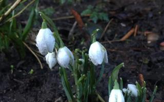 The snowdrops which appeared as if by magic in the middle of Christoph's fury outside my front door on Wednesday