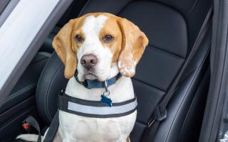 Driving with a dog in the car could land you  a £5,000 fine or lose your drivers licence