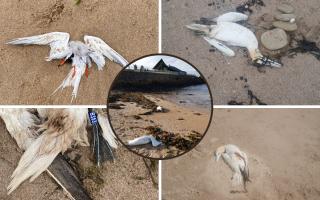 Some of the dead birds spotted by North East beachgoers in recent days