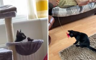 A North East family has been left heartbroken after their beloved kitten died in a suspected poisoning, as others claim pets in the area have been targeted Credit: MANDY BEDDER