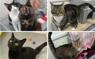 Five cats that need urgently rehoming in the North East