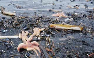 Dead and dying starfish that have been washed up on the beach at Saltburn-by-the-Sea in North Yorkshire