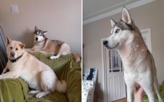 Salem the Siberian Husky's owners have criticised vets after they say they missed an issue after a scan.