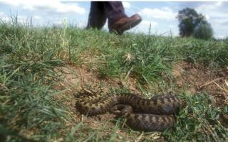 14 people have been killed by adders, but people in the UK don't have too much to worry about