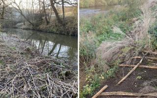 Over the last few weeks, The Tees River Trust has been inspecting the banks of the North East river and found several of the dangerous plants in existence