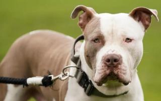 American XL Bully owners must either register their dogs for an exemption or have their dogs euthanised.