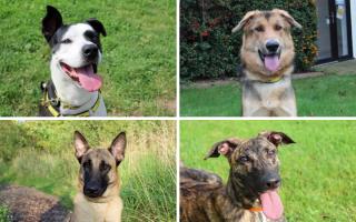 A group of rescue dogs from Darlington Dog's Trust are looking for their forever homes.
