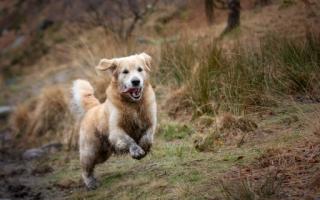A devious five-year-old Golden Retriever has officially been crowned the ‘muckiest pup’ in Britain.