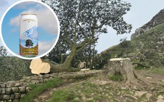 Twice Brewed Brew House has launched the Sycamore Gap-themed lager cans to commemorate six months since the tree was felled