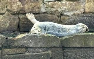 Grey seal delights customers and crew on the Shields Ferry