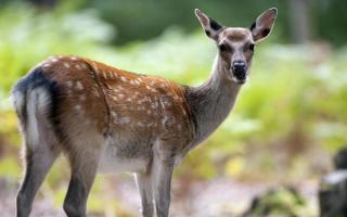 Police issue advice after injured deer spotted in neighbourhood