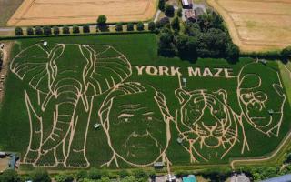 An aerial view of this year's York Maze which is celebrating David Attenborough 100 Years on Planet Earth.