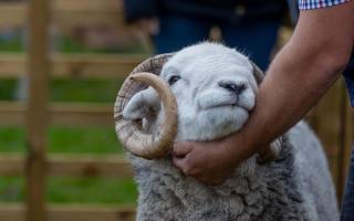 Stokesley show picture.