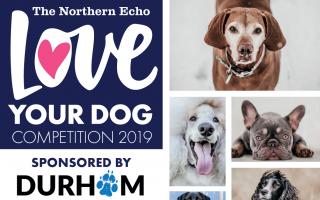 Entries into the Love Your Dog Competition 2019