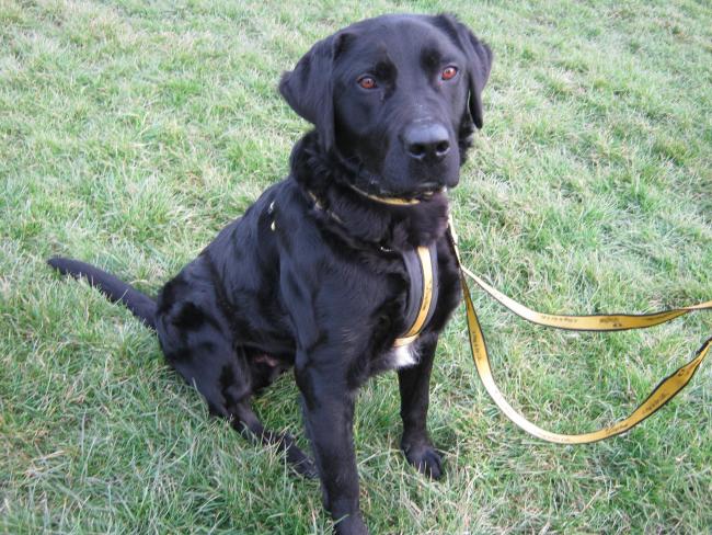 ALERT: Dog owners have been warned to be on their guard after thieves attempted to steal a labrador cross in Catterick Village