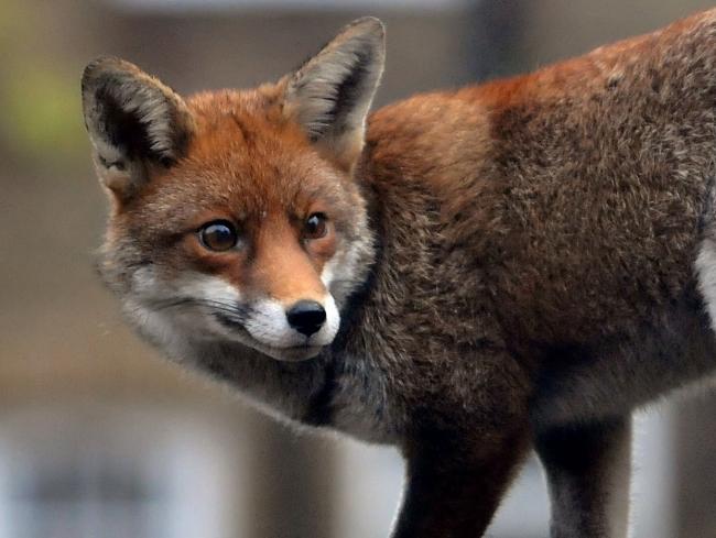COMPLAINTS: Residents contacted Durham County Council and Sedgefield Police after claiming to have seen an illegal fox hunt in the Fisburn area