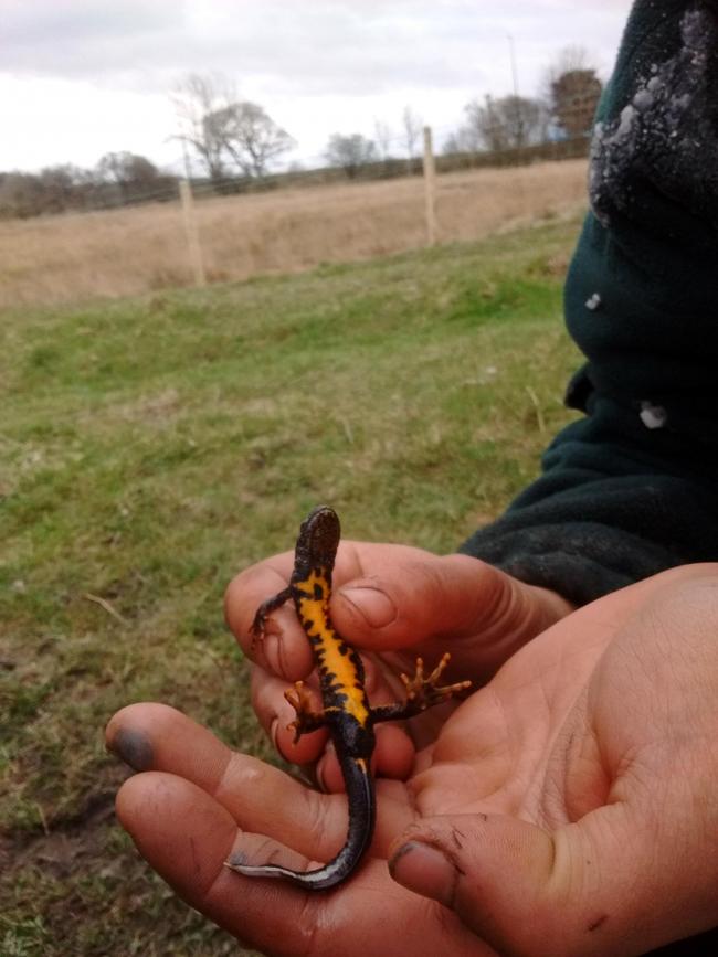 NEWT: Great crested newt Pont Valley Protection Camp members claim to have found at the Bradley site