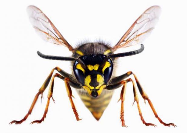The Northern Echo: A wasp