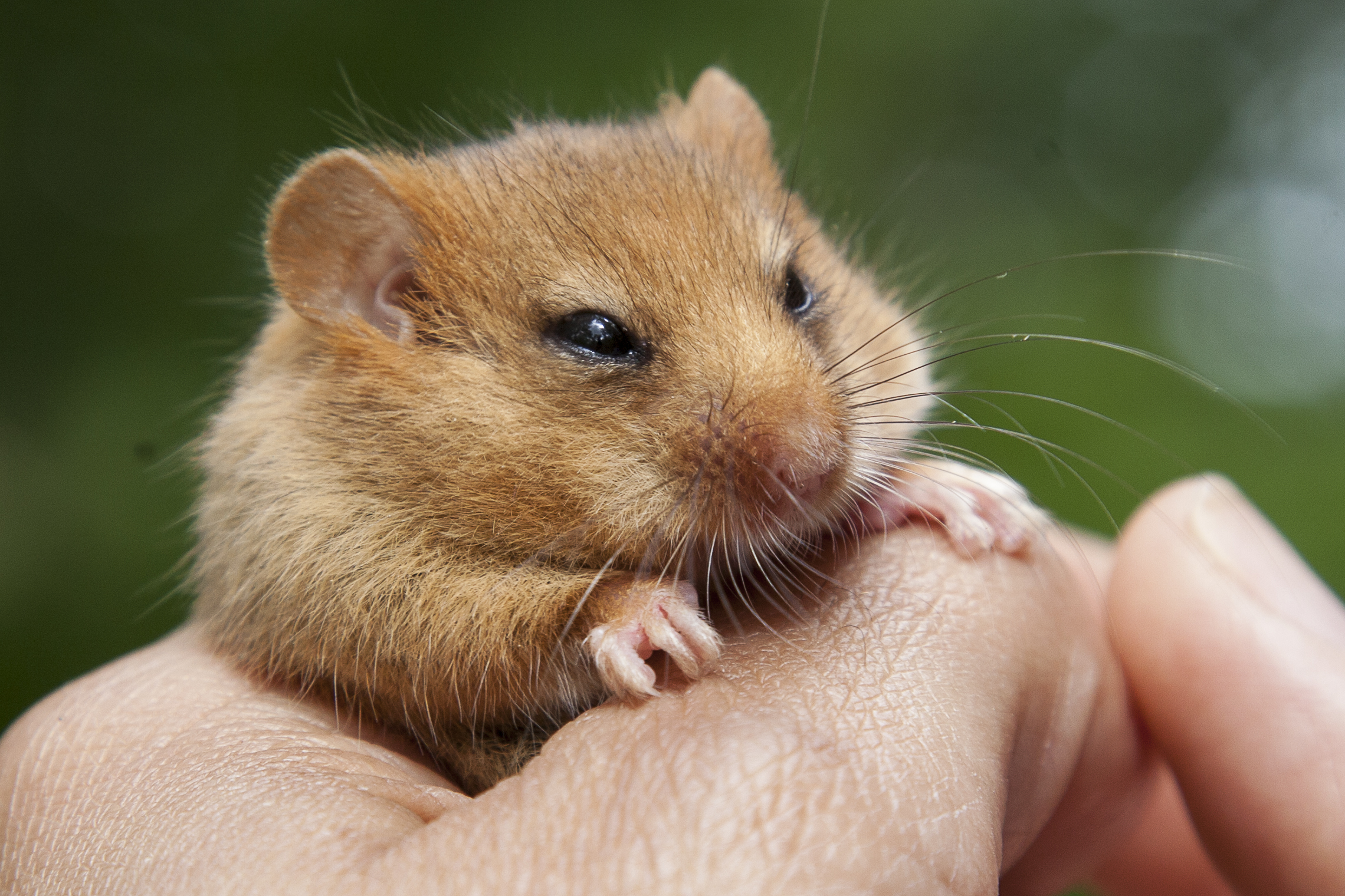 North Yorkshire landscape made fit for dormouse - Vimarsana News