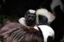 The newborn cotton-top tamarin will be named after an Addams Family character (Marwell Zoo/PA)