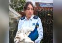 RSPCA animal rescue officer Krissy Raine with the injured peacock