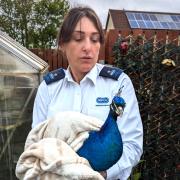 RSPCA animal rescue officer Krissy Raine with the injured peacock
